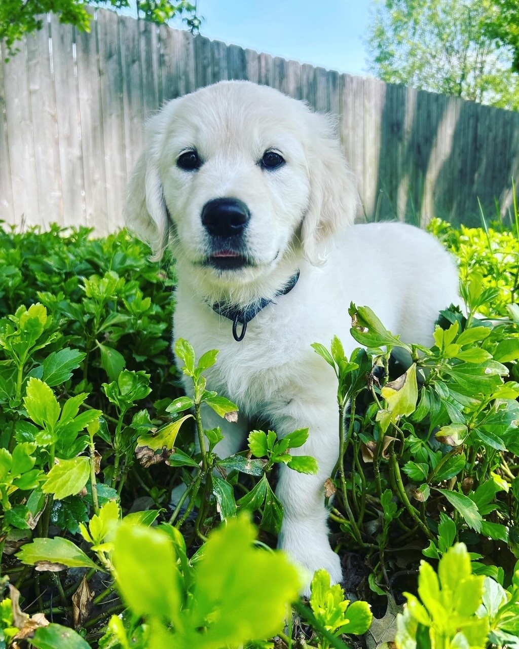 Cam sitting among greenery in the backyard