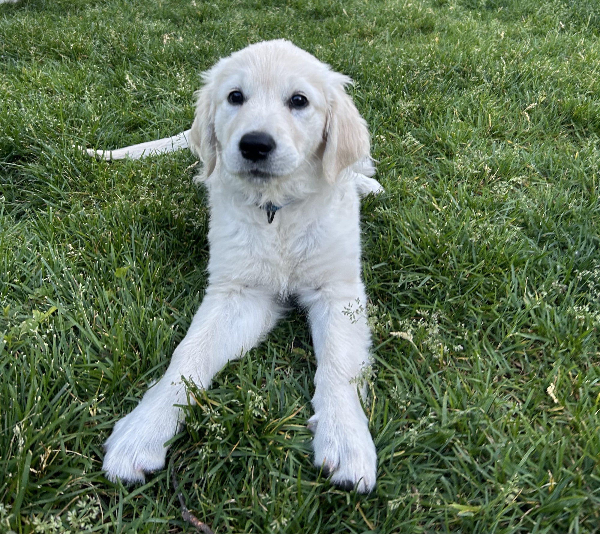 Cam lying in the grass, looking at the camera