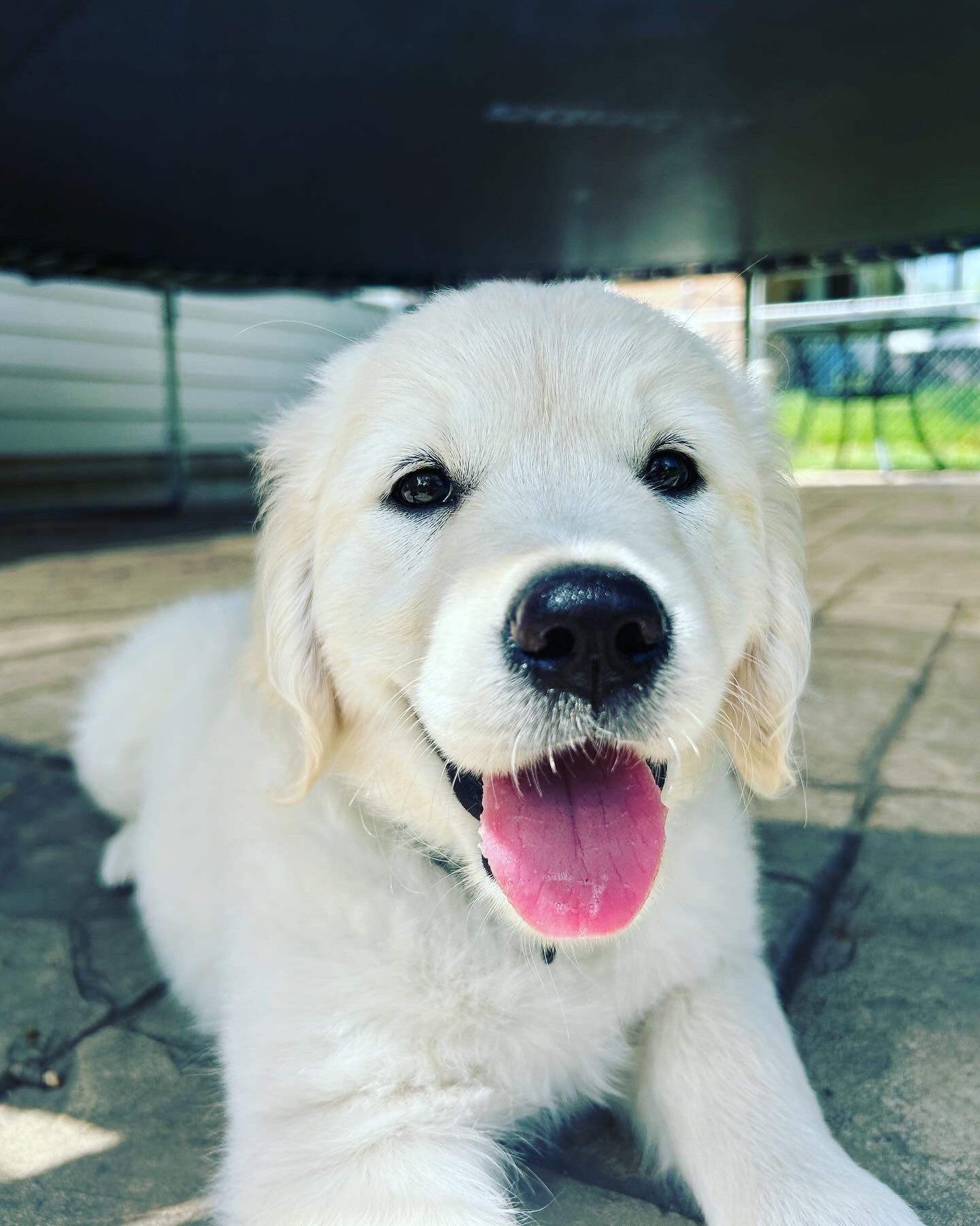 Cam, smiling under a trampoline in the sunshine