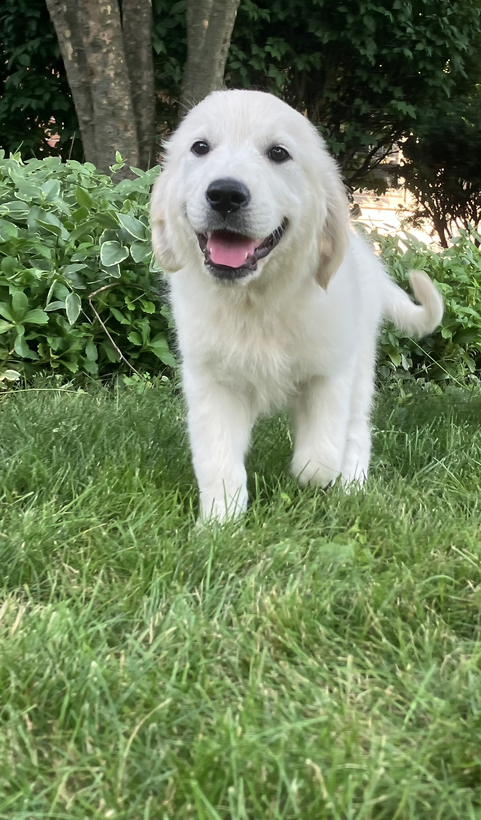 Marge, our second foundation English Cream Golden Retriever girl, standing in the grass