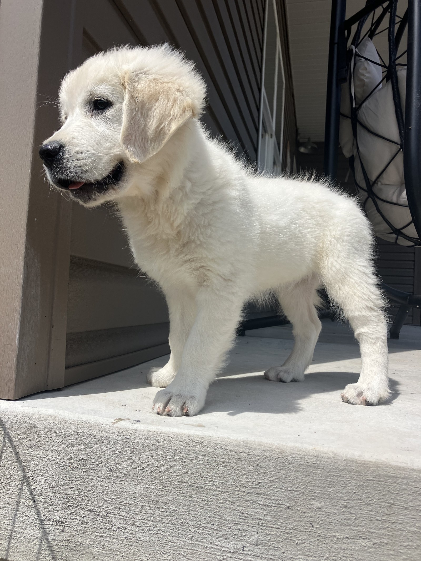 Marge sunbathing on a sunny porch