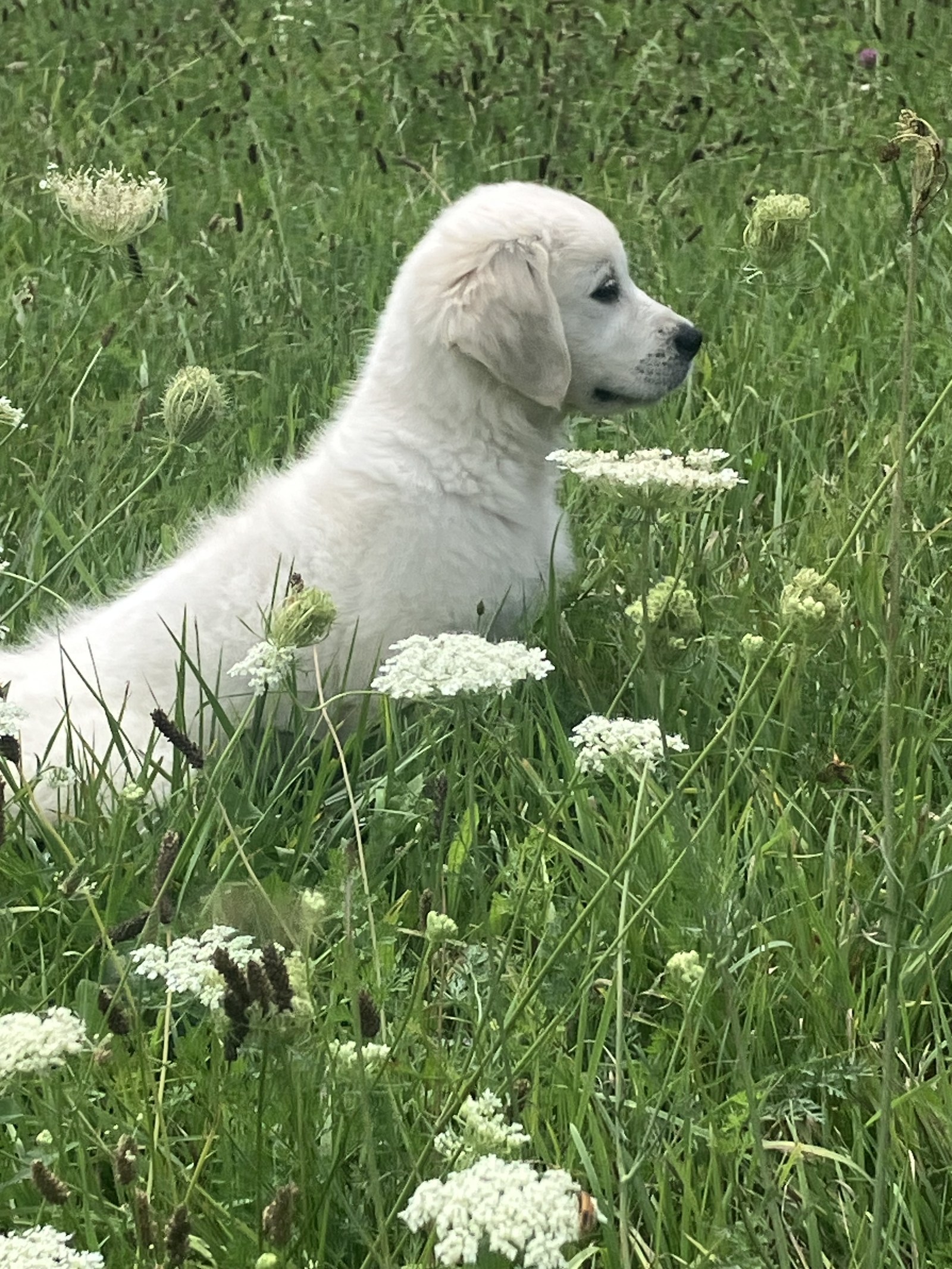 Marge sitting among Queen Anne&rsquo;s lace and tall wildflowers